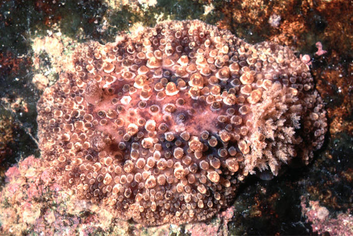 Hoplodoris bramale